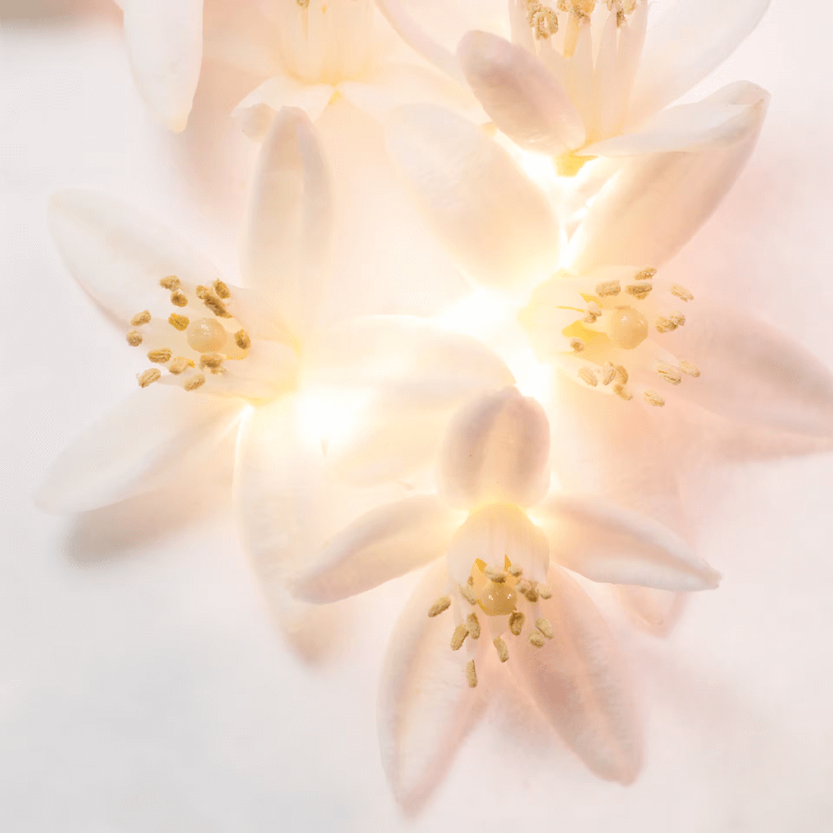 BVLGARI Allegra Magnifying Neroli 40 ml