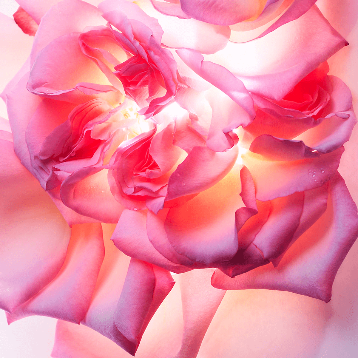 BVLGARI Allegra Magnifying Rose 40 ml