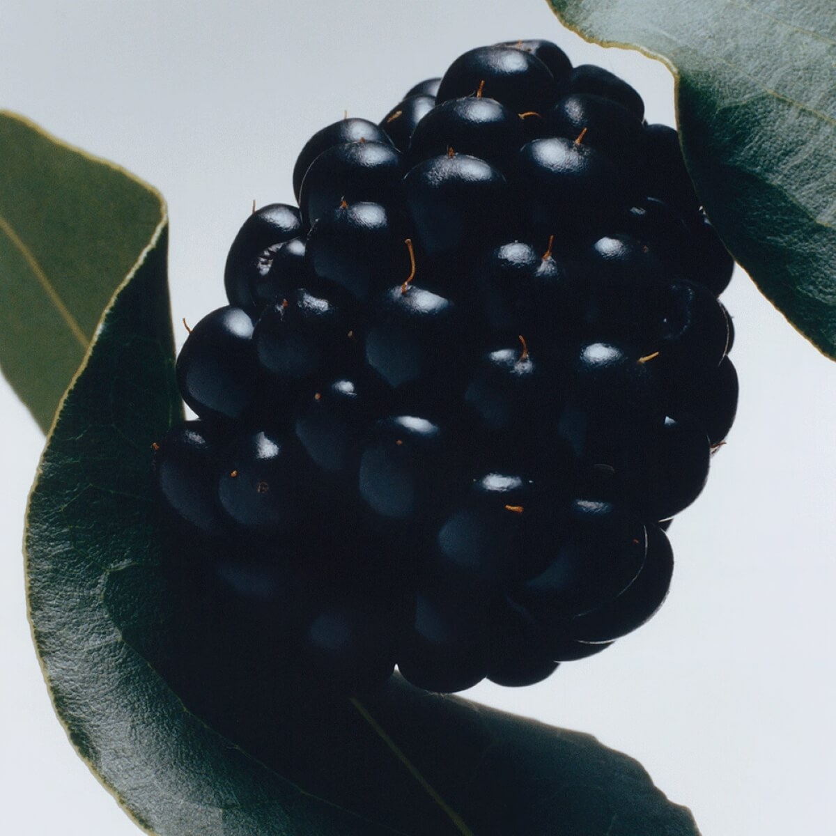 Jo Malone London Blackberry & Bay 100 ml