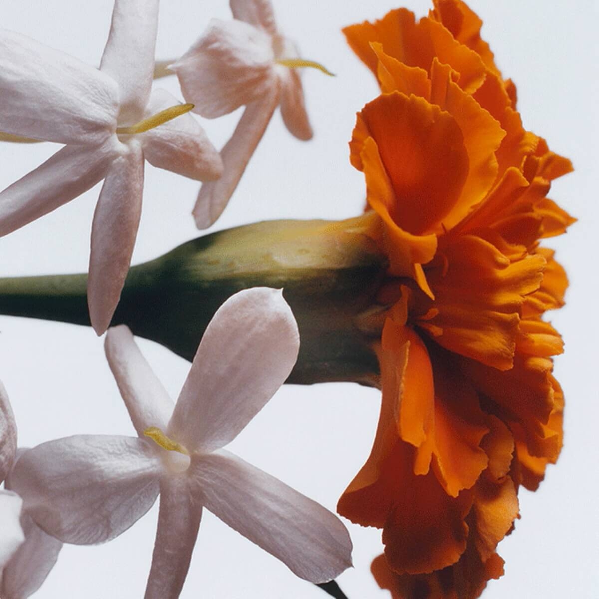 Jo Malone London Jasmine Sambac & Marigold 50 ml