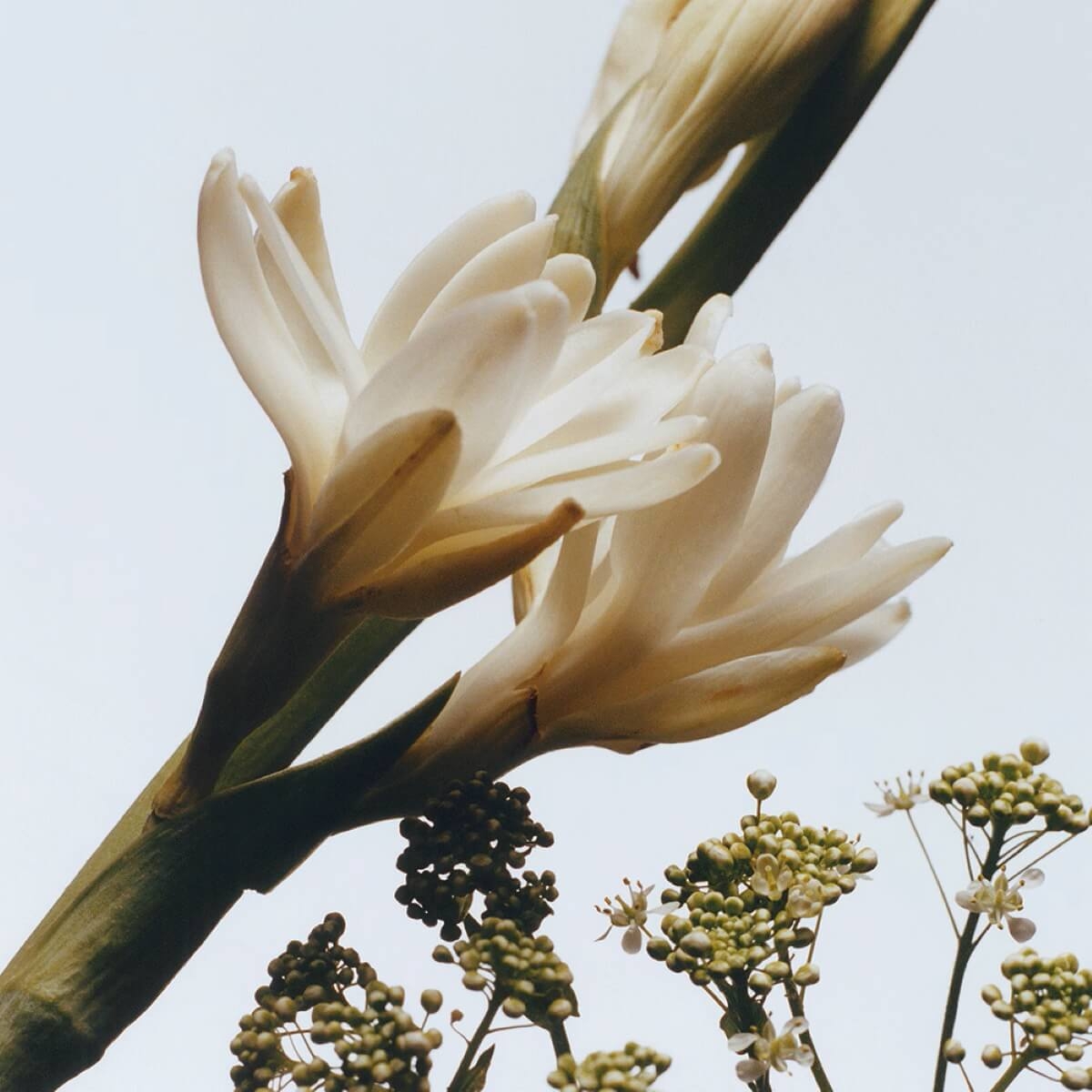 Jo Malone London Tuberose Angelica 100 ml