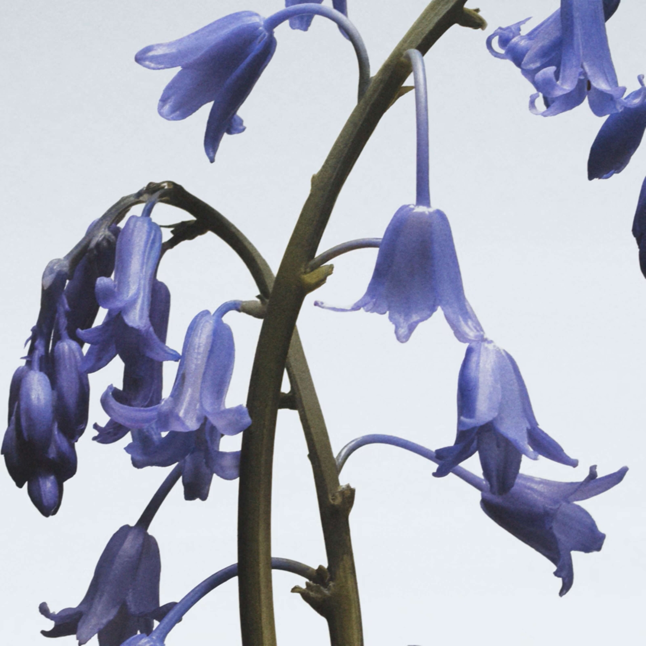 Jo Malone London Wild Bluebell 50 ml